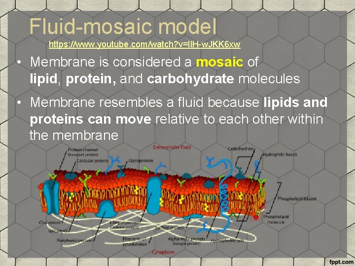 Fluid-mosaic model https: //www. youtube. com/watch? v=Il. H-w. JKK 6 xw • Membrane is