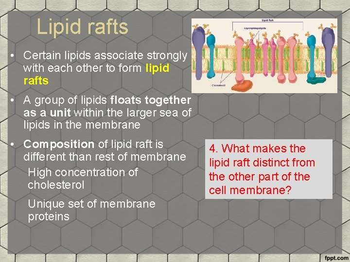 Lipid rafts • Certain lipids associate strongly with each other to form lipid rafts