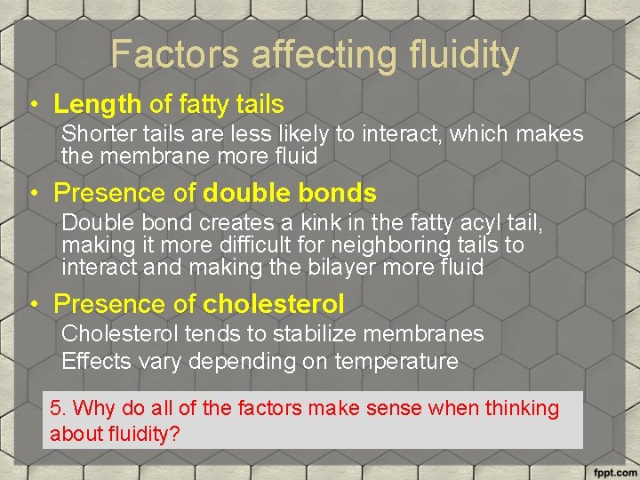 Factors affecting fluidity • Length of fatty tails Shorter tails are less likely to