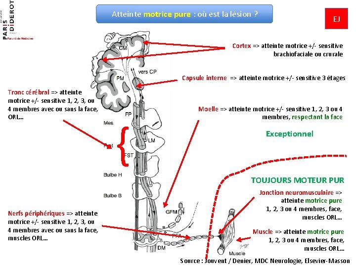 Atteinte motrice pure : où est la lésion ? EJ Cortex => atteinte motrice