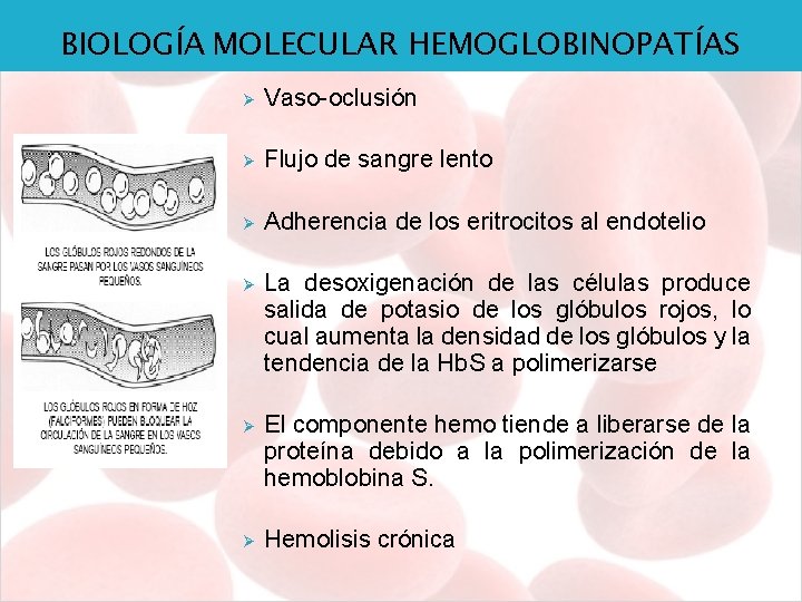 BIOLOGÍA MOLECULAR HEMOGLOBINOPATÍAS Ø Vaso-oclusión Ø Flujo de sangre lento Ø Adherencia de los