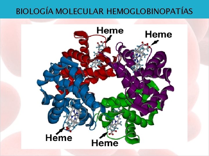 BIOLOGÍA MOLECULAR HEMOGLOBINOPATÍAS 