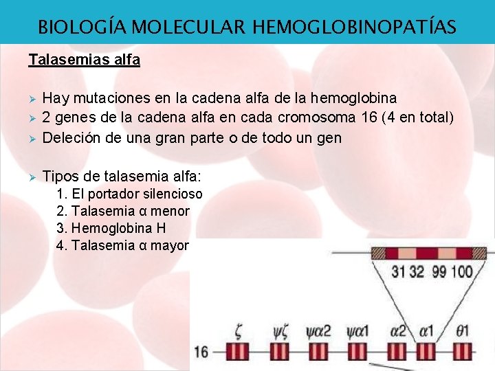 BIOLOGÍA MOLECULAR HEMOGLOBINOPATÍAS Talasemias alfa Ø Hay mutaciones en la cadena alfa de la