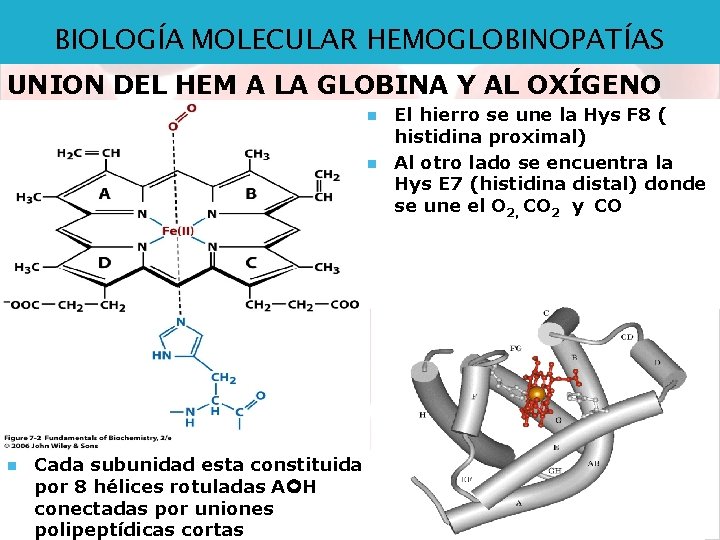 BIOLOGÍA MOLECULAR HEMOGLOBINOPATÍAS UNION DEL HEM A LA GLOBINA Y AL OXÍGENO n n