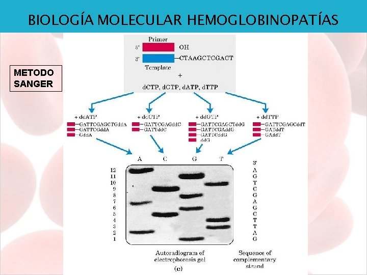 BIOLOGÍA MOLECULAR HEMOGLOBINOPATÍAS METODO SANGER 