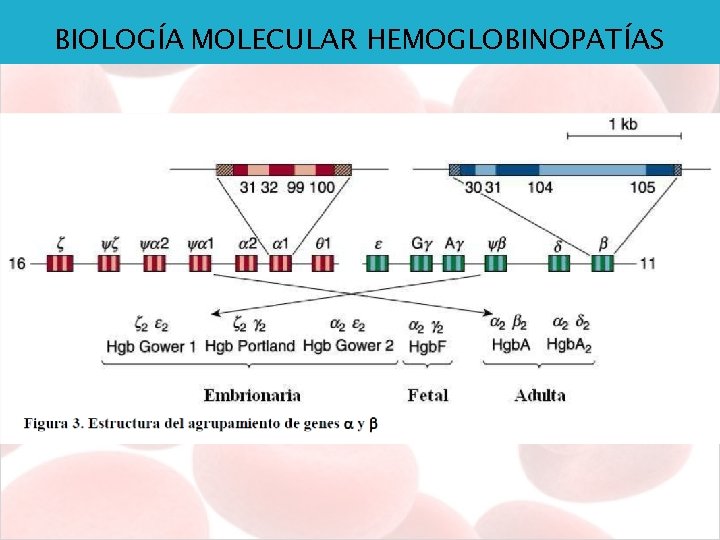 BIOLOGÍA MOLECULAR HEMOGLOBINOPATÍAS 