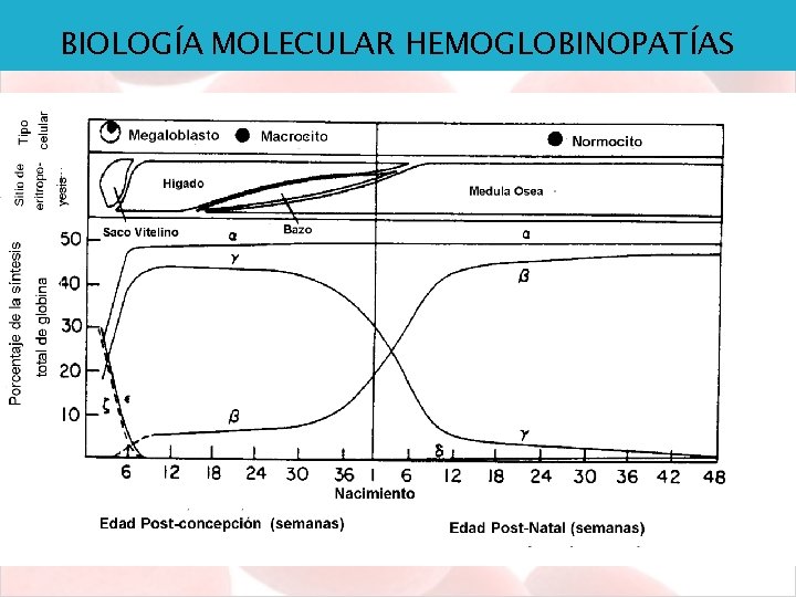 BIOLOGÍA MOLECULAR HEMOGLOBINOPATÍAS 
