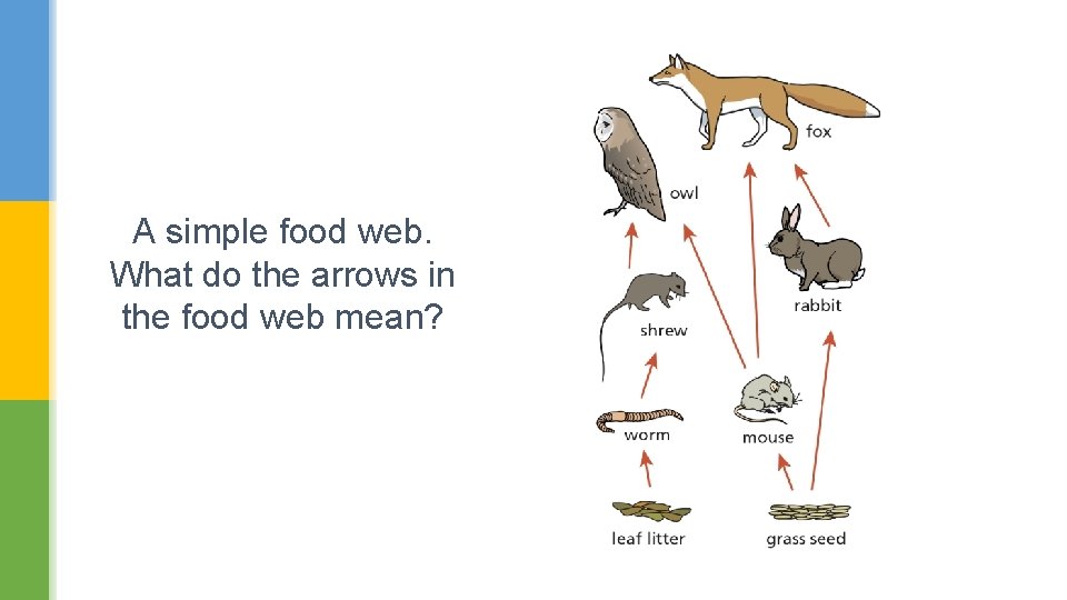 A simple food web. What do the arrows in the food web mean? 