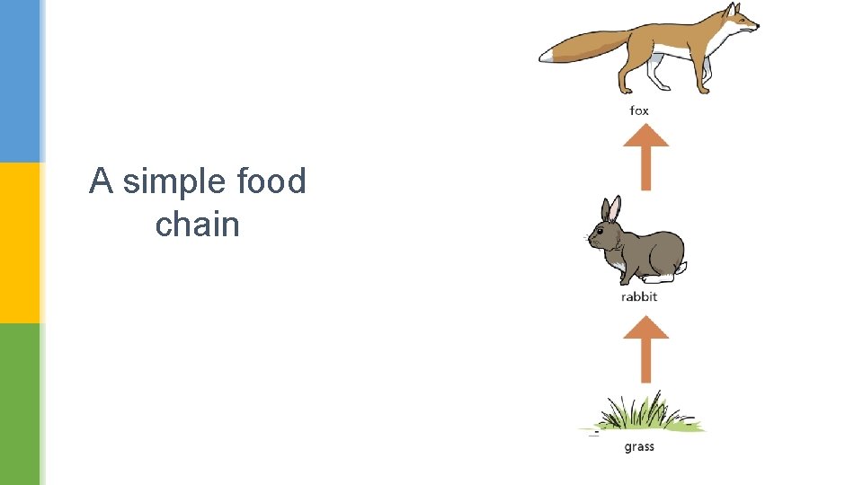 A simple food chain 