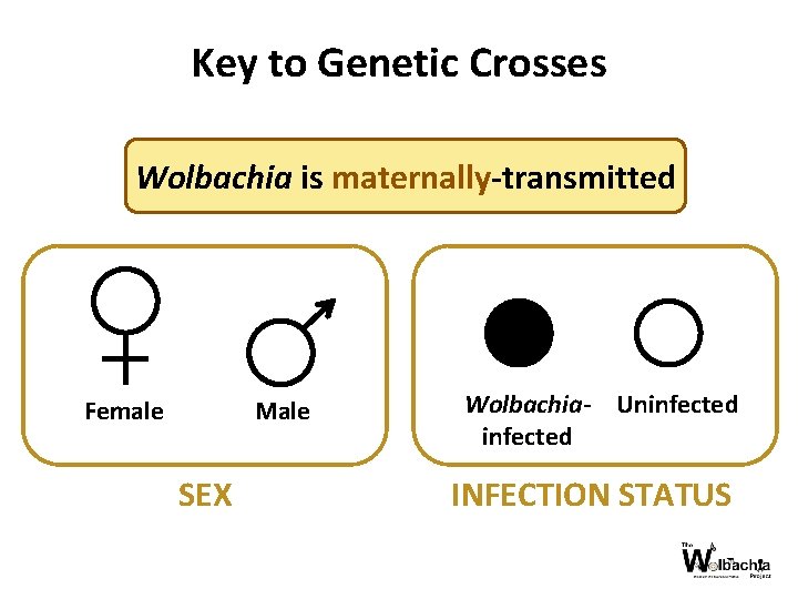 Key to Genetic Crosses Wolbachia is maternally-transmitted Female Male SEX Wolbachia- Uninfected INFECTION STATUS