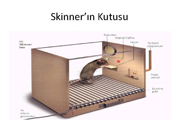 Skinner’ın Kutusu 