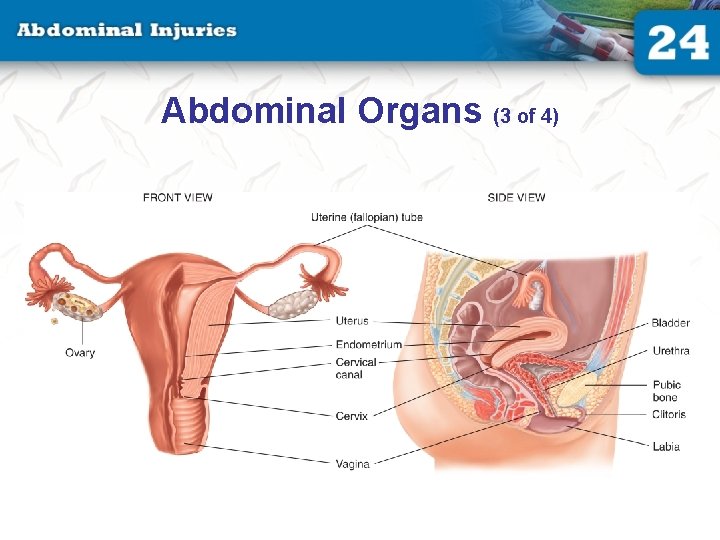 Abdominal Organs (3 of 4) Abdominal Organs (3 of 4)