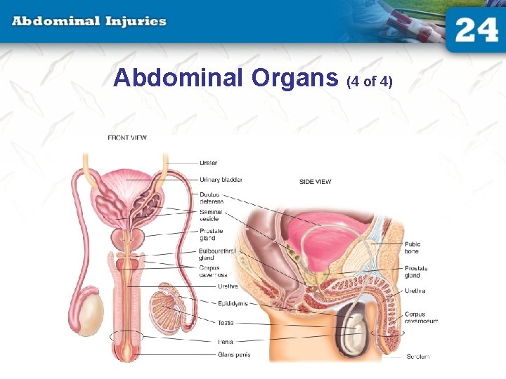 Abdominal Organs (4 of 4) Abdominal Organs (4 of 4)