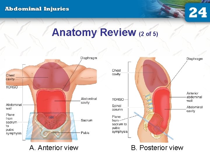 Anatomy Review (2 of 5) A. Anterior view B. Posterior view 