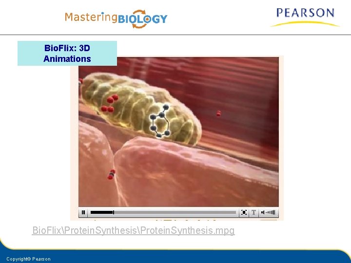 Bio. Flix: 3 D Animations Bio. FlixProtein. Synthesis. mpg Copyright© Pearson 