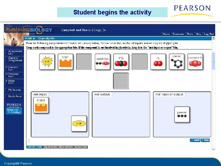 Student begins the activity Copyright© Pearson 