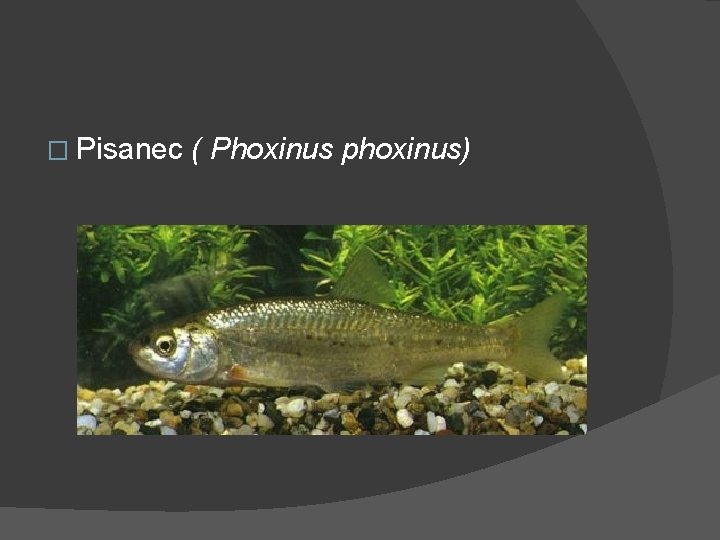 � Pisanec ( Phoxinus phoxinus) 