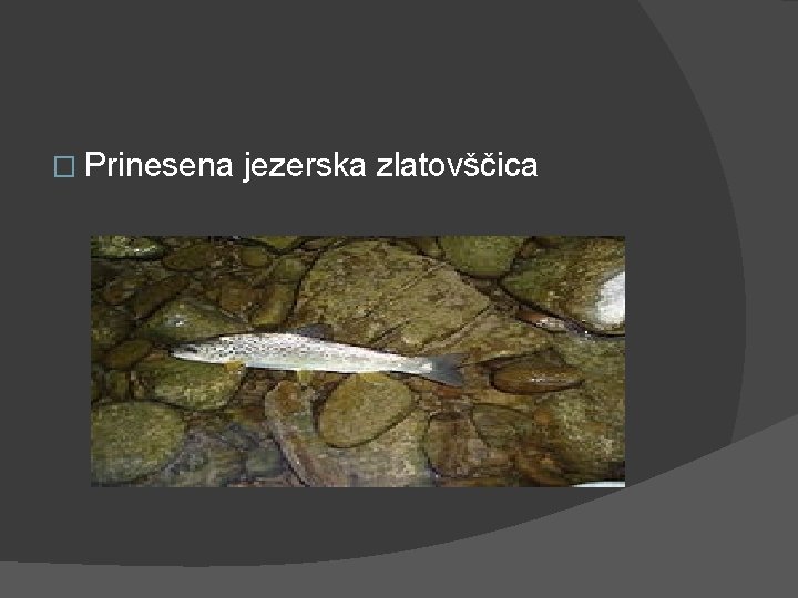 � Prinesena jezerska zlatovščica 