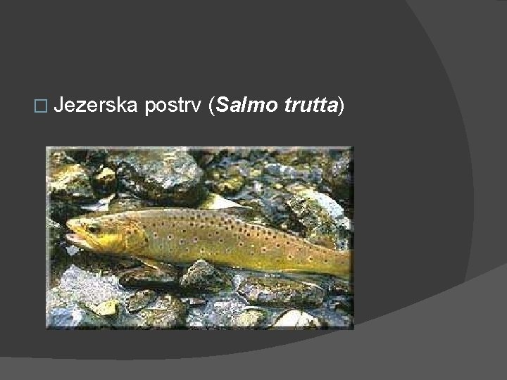 � Jezerska postrv (Salmo trutta) 