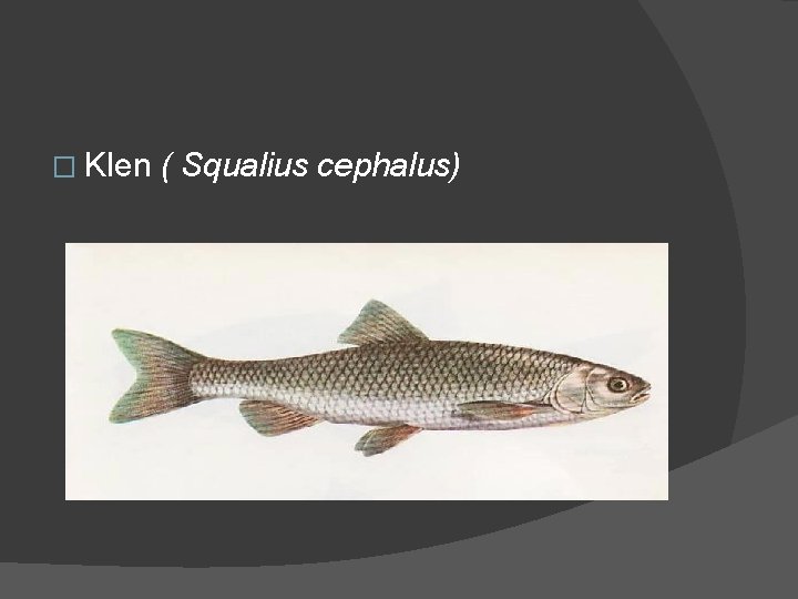 � Klen ( Squalius cephalus) 