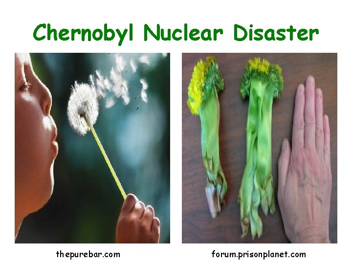 Chernobyl Nuclear Disaster thepurebar. com forum. prisonplanet. com 