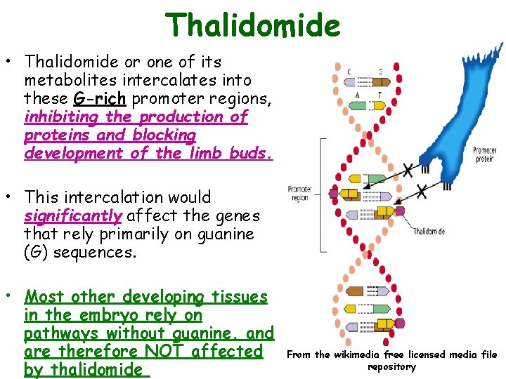 Thalidomide • Thalidomide or one of its metabolites intercalates into these G-rich promoter regions,