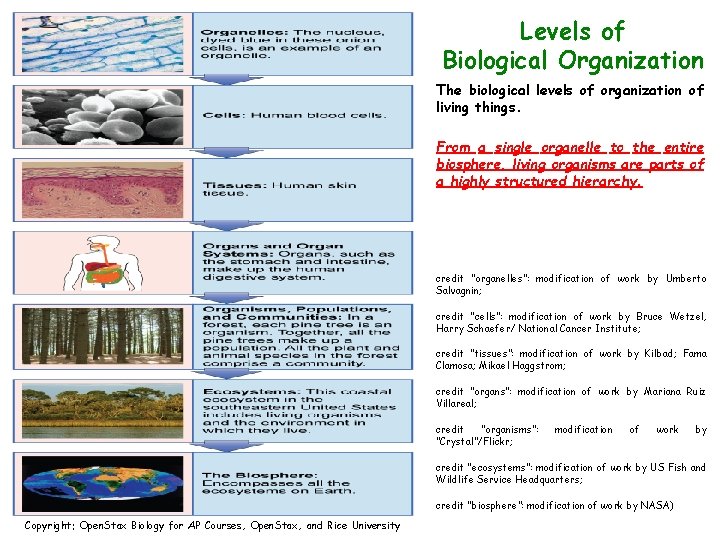 Levels of Biological Organization The biological levels of organization of living things. From a