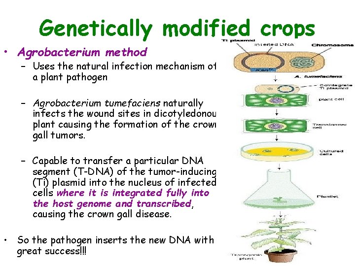 Genetically modified crops • Agrobacterium method – Uses the natural infection mechanism of a