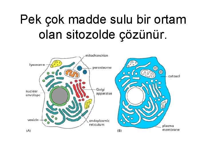 Pek çok madde sulu bir ortam olan sitozolde çözünür. 