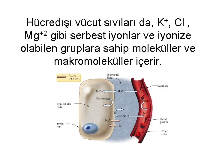 Hücredışı vücut sıvıları da, K+, Cl-, Mg+2 gibi serbest iyonlar ve iyonize olabilen gruplara