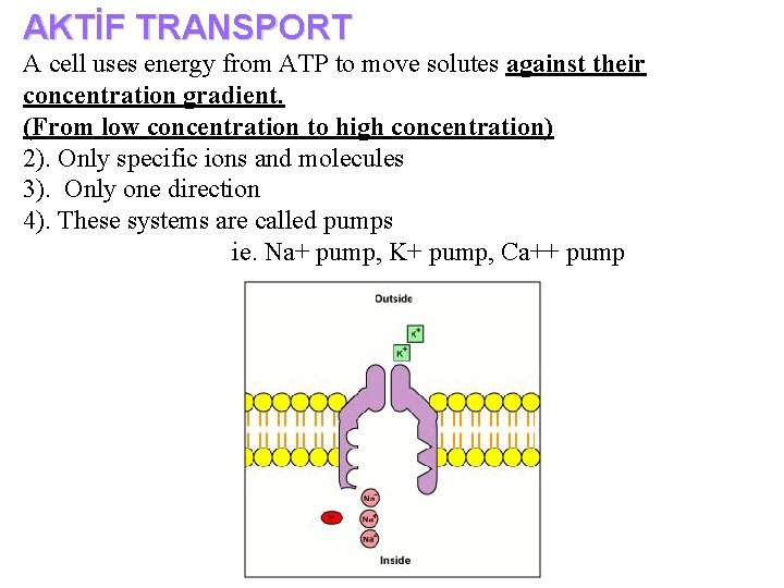 AKTİF TRANSPORT A cell uses energy from ATP to move solutes against their concentration