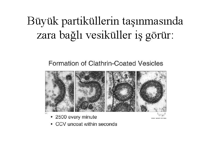 Büyük partiküllerin taşınmasında zara bağlı vesiküller iş görür: 