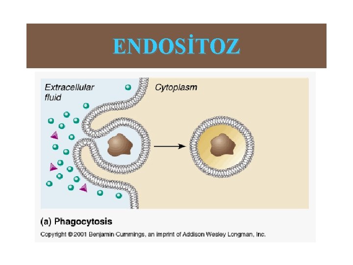 ENDOSİTOZ 