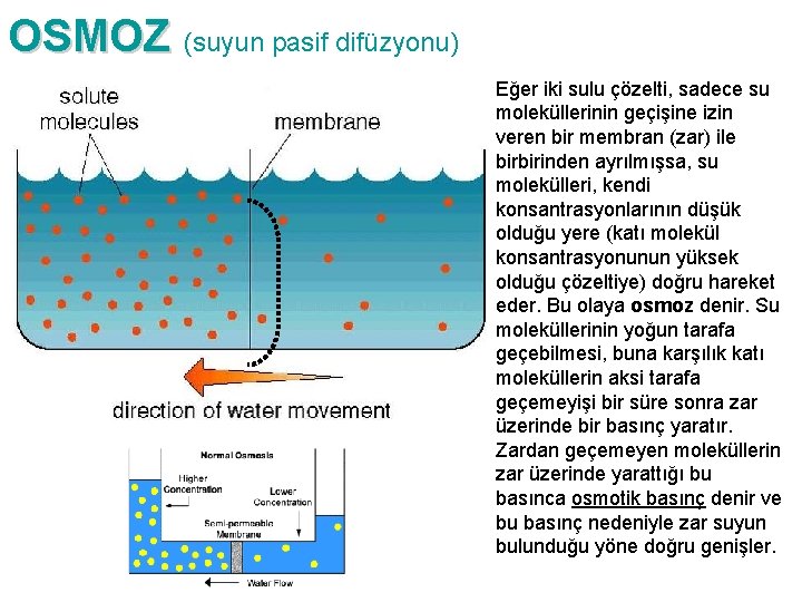 OSMOZ (suyun pasif difüzyonu) Eğer iki sulu çözelti, sadece su moleküllerinin geçişine izin veren