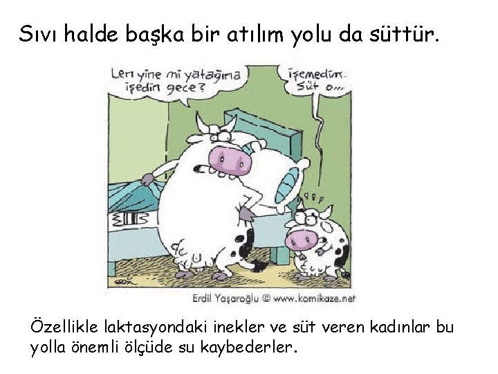 Sıvı halde başka bir atılım yolu da süttür. Özellikle laktasyondaki inekler ve süt veren