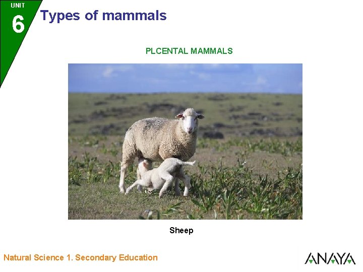 UNIT UNIDAD 6 3 Types of mammals PLCENTAL MAMMALS Sheep Natural Science 1. Secondary