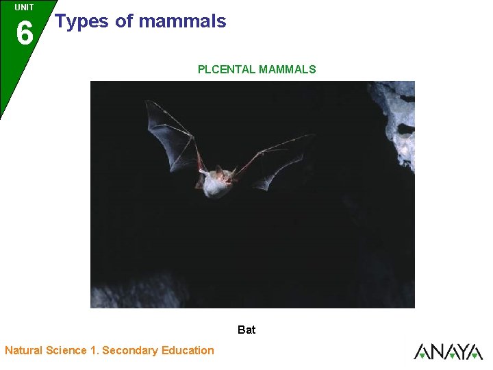 UNIT UNIDAD 6 3 Types of mammals PLCENTAL MAMMALS Bat Natural Science 1. Secondary
