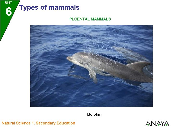 UNIT UNIDAD 6 3 Types of mammals PLCENTAL MAMMALS Dolphin Natural Science 1. Secondary