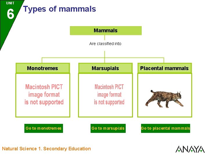 UNIT UNIDAD 6 3 Types of mammals Mammals Are classified into Monotremes Go to