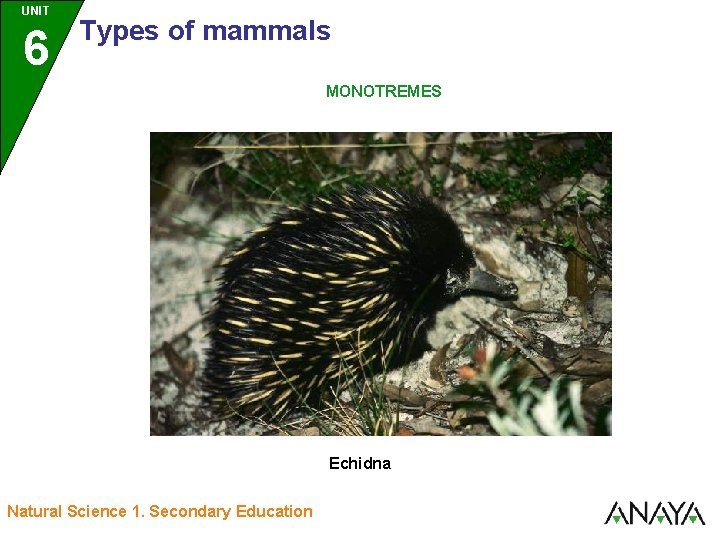 UNIT UNIDAD 6 3 Types of mammals MONOTREMES Echidna Natural Science 1. Secondary Education