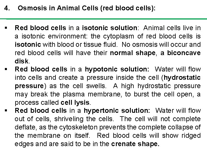 4. § § § Osmosis in Animal Cells (red blood cells): Red blood cells