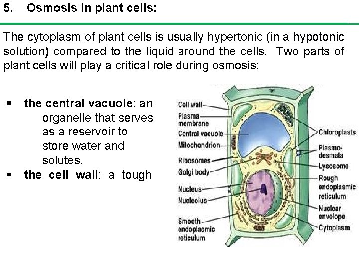 5. Osmosis in plant cells: The cytoplasm of plant cells is usually hypertonic (in