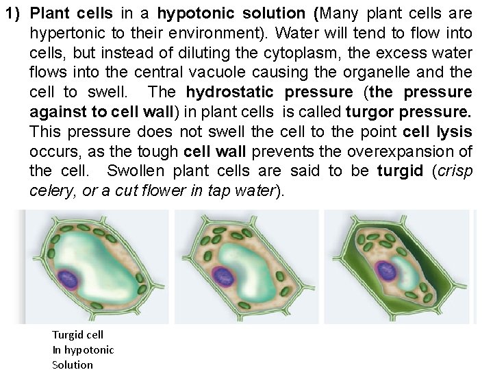 1) Plant cells in a hypotonic solution (Many plant cells are hypertonic to their