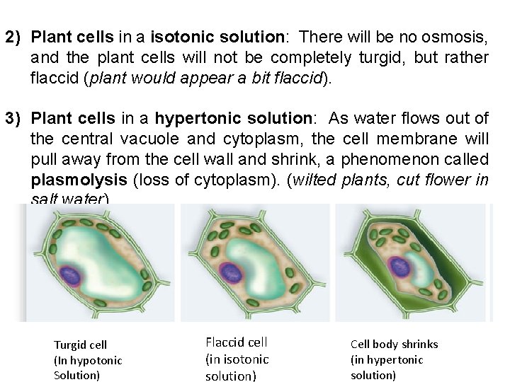 2) Plant cells in a isotonic solution: There will be no osmosis, and the
