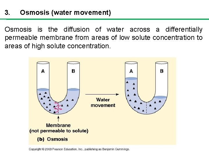 3. Osmosis (water movement) Osmosis is the diffusion of water across a differentially permeable