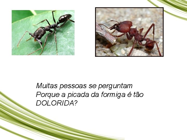 Muitas pessoas se perguntam Porque a picada da formiga é tão DOLORIDA? 