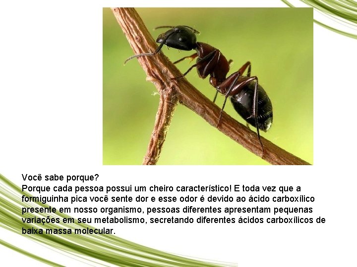 Você sabe porque? Porque cada pessoa possui um cheiro característico! E toda vez que