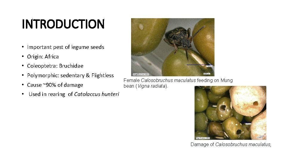 INTRODUCTION • Important pest of legume seeds • Origin: Africa • Coleoptetra: Bruchidae •