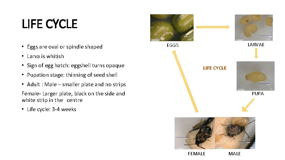 LIFE CYCLE • Eggs are oval or spindle shaped LARVAE EGGS • Larva is