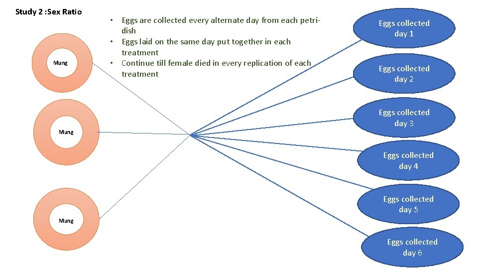 Study 2 : Sex Ratio Mung • Eggs are collected every alternate day from
